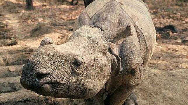 341 rinocerontes fueron cazados de manera ilegal en Sud�frica entre enero y octubre