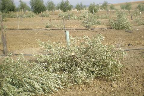 Talan 400 olivos originando p�rdidas de 60.000 euros