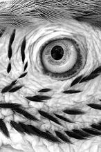 «Un alma de Dios» «Un alma de Dios»