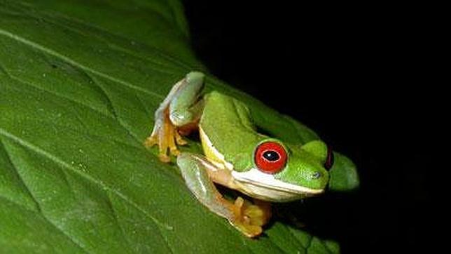Predicen una disminuci�n global de especies de anfibios 