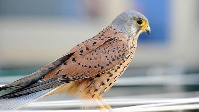 La Alhambra consolida su colonia de cernícalos después de 50 años sin ellos La Alhambra consolida su colonia de cernícalos después de 50 años sin ellos