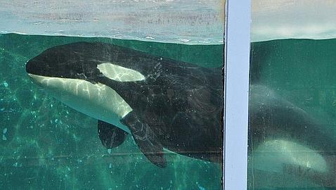 Un juzgado holand�s permite trasladar una orca al zoo de Tenerife