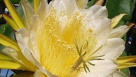 La única orquídea del mundo que florece de noche vive en Papúa Nueva Guinea La única orquídea del mundo que florece de noche vive en Papúa Nueva Guinea