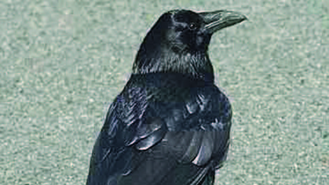 Los cuervos utilizan sus picos para se�alar objetos