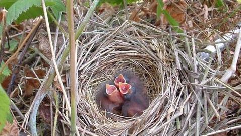 El miedo reduce el número de crías en los gorriones El miedo reduce el número de crías en los gorriones
