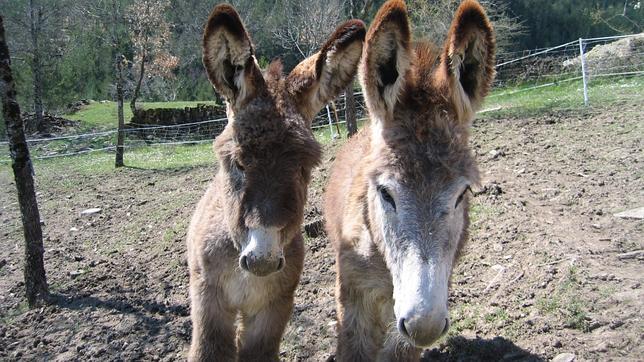 Burros para tratar el alzheimer Burros para tratar el alzheimer