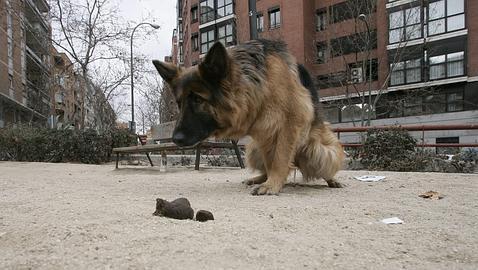 Una caca de perro cada 500 metros en Madrid Una caca de perro cada 500 metros en Madrid