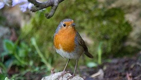 El plumaje de los petirrojos revela información sobre su sexo y edad El plumaje de los petirrojos revela información sobre su sexo y edad