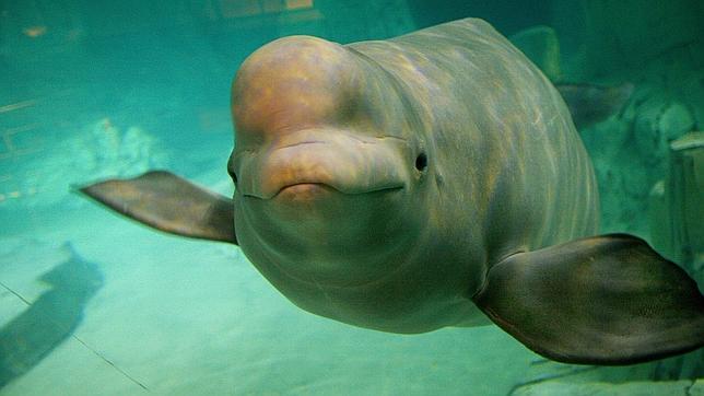 El hielo atrapa a cien ballenas en Rusia 
