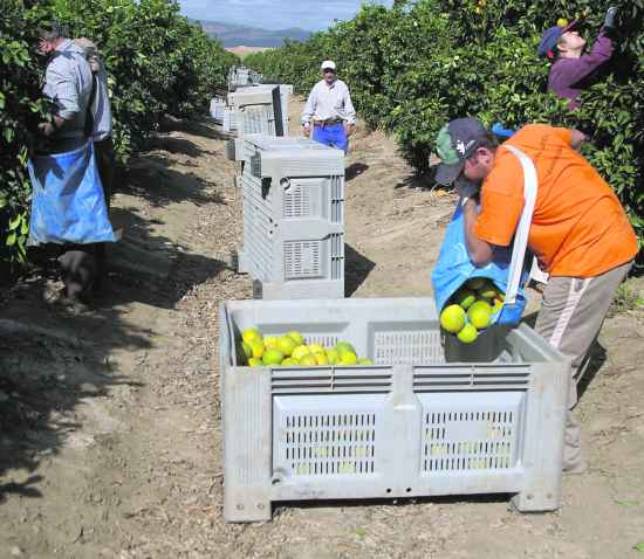 La integraci�n del campo en el r�gimen general no supondr� m�s del 3 por ciento de sobrecoste