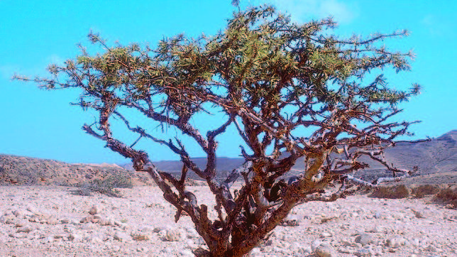 �La producci�n de incienso est� condenada�, vaticinan los cient�ficos