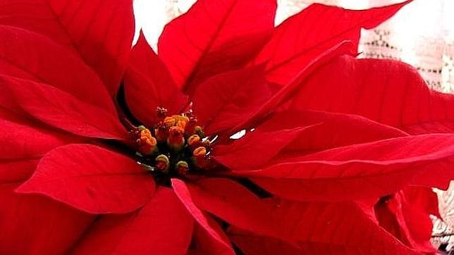 Flor de cuero Flor de cuero