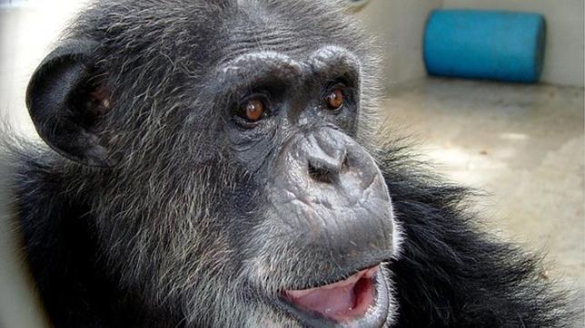 Un cuidador de la mona Chita defiende su edad e identidad Un cuidador de la mona Chita defiende su edad e identidad