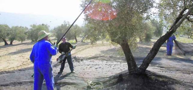 El precio del aceite se hunde y deja su coste productivo un 24% m�s caro