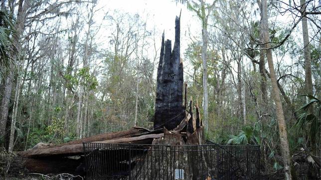 Se calcina uno de los �rboles m�s longevos del mundo sin motivo aparente en Florida