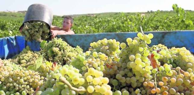 Los atrasos de ayudas millonarias de la Junta agravan la crisis del campo