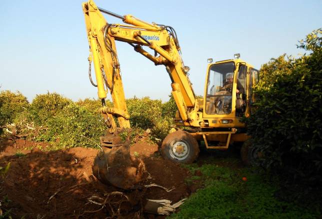 Las heladas agravan a�n m�s la campa�a del sector de los c�tricos