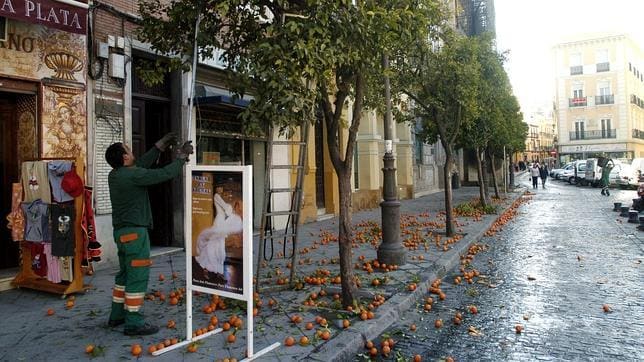 Recogida de la naranja amarga en las calles del Centro de Sevilla