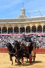 La exhibición de enganches lució con todo su esplendor en el coso de la Maestranza La exhibición de enganches lució con todo su esplendor en el coso de la Maestranza