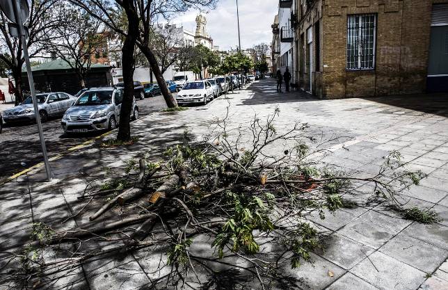 Restos de un �rbol ca�do en Ronda de los Tejares por los efectos del viento y la lluvia