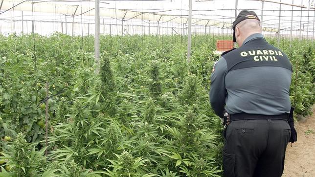 Imagen del invernadero donde se cultivaban plantas de cannabis 