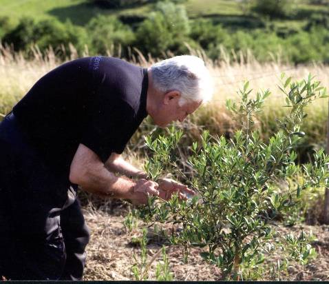 Presentan un sistema que evita el desarrollo de hongos en el olivar