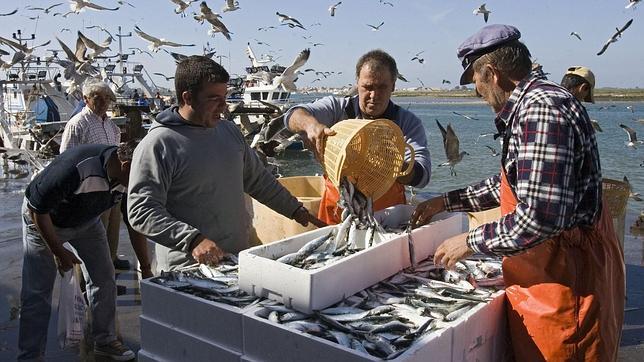 Marineros desembarcando pescado en la lonja de Isla Cristina