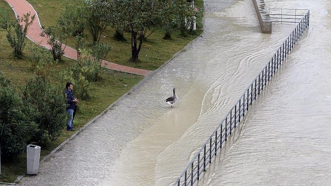Anegadas zonas pr�ximas al Guadalquivir en C�rdoba