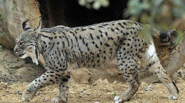 El lince �Jaguar� apenas ha sobrevivido en libertad tres semanas