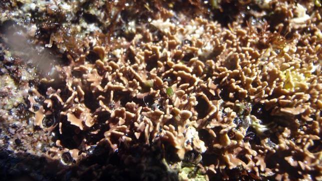 Las colonias de algas se encuentran en el paraje de Punta Pavana 