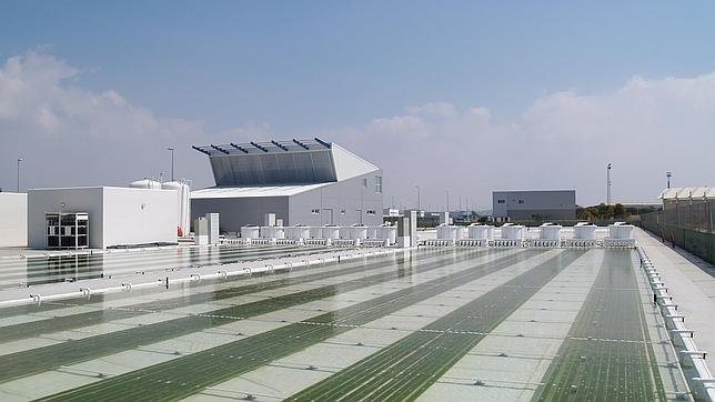 Cultivos de microalgas en las instalaciones de Fitoplancton Marino de C�diz