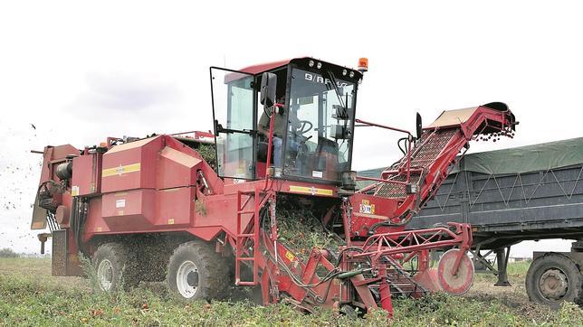 Una cosechadora recolecta tomates para la fbrica de Las Cabezas 
