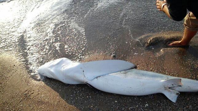 El tibur�n que dio a luz en una playa de Mijas