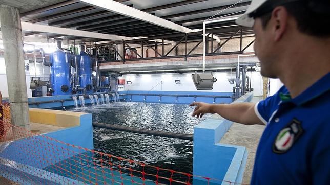 Un trabajador se�ala uno de los acuarios durante su proceso de llenado