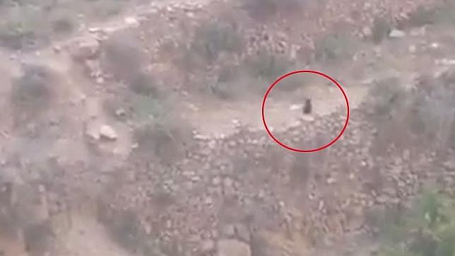 ¿Hay una pantera suelta en la sierra almeriense de Gádor?