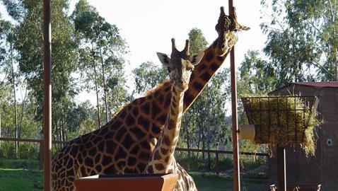 ¿Cómo pasan los animales exóticos el calor sevillano?