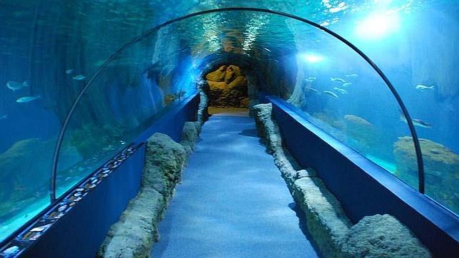 Tnel de 17 metros del acuario de Almucar donde se pueden ver ms de mil especies