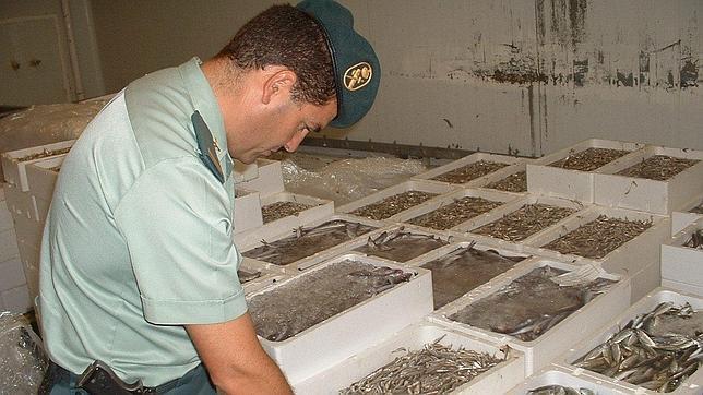 Un agente del Seprona inspeccionando percado para controlar la venta de inmaduros