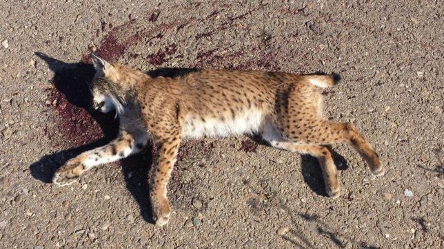 Ejemplar de lince ib�rico atropellado en la carretera del Puente Mocho, en Villafranca