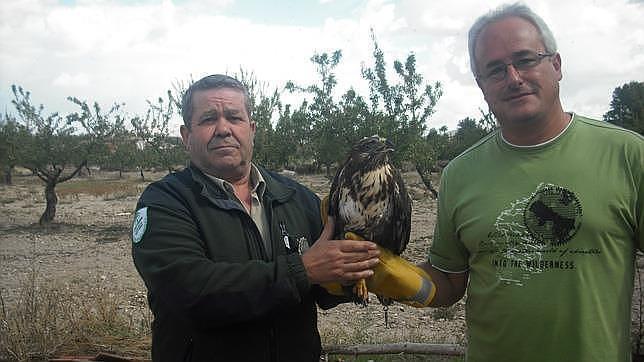 Liberado un ejemplar de águila ratonera común rescatado en Chirivel