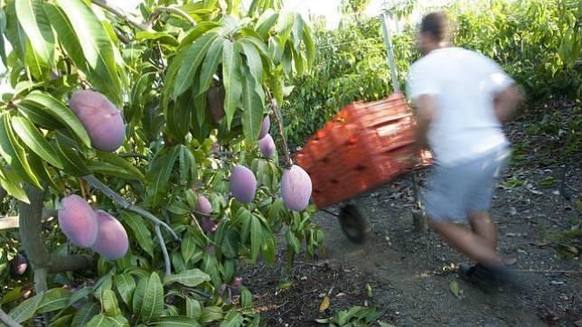 Las lluvias de octubre, un «maná» para el campo malagueño