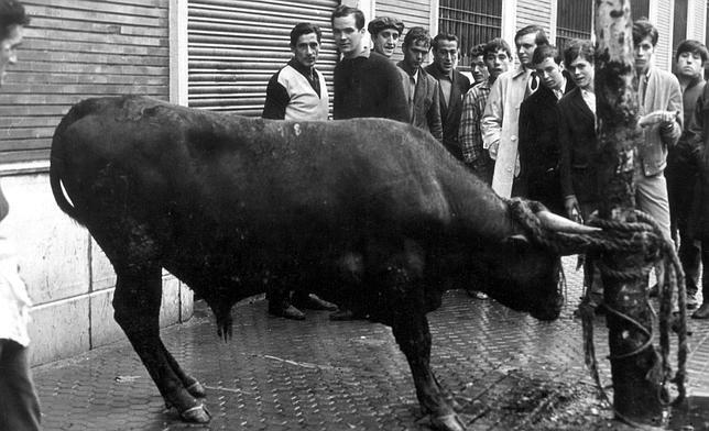 El novillo escapado del matadero amarrado a un �rbol de la calle Adriano 