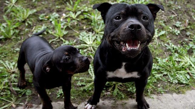 Dos perros de raza Staffordshire Bull Terrier