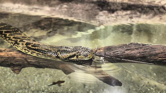 Un ejemplar de anaconda verde 