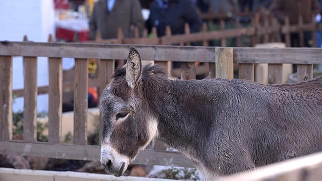 El otro ejemplar de burro que queda en el Beln viviente de Lucena