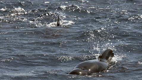 Avistamiento de cetáceos en el Estrecho de Gibraltar. Fuente: EFE