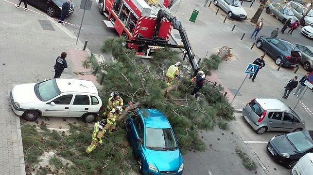 Los bomberos act�an en la zona del Parque Amate donde el viento ha tumbado un �rbol de grandes dimensiones