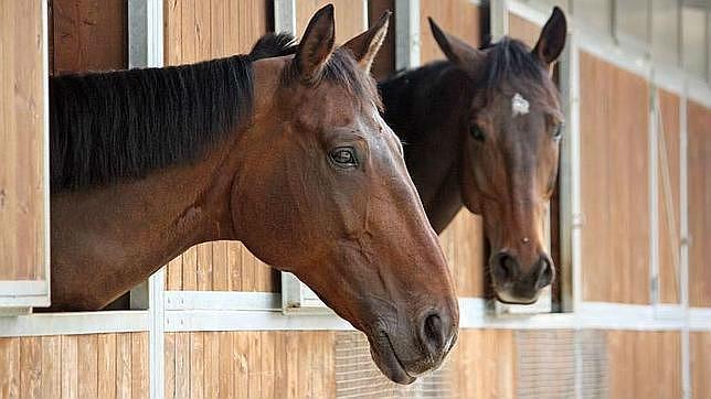 Gracias a este sistema los caballos, al ser trasnportados, pueden respirar aire sin partculas contaminantes