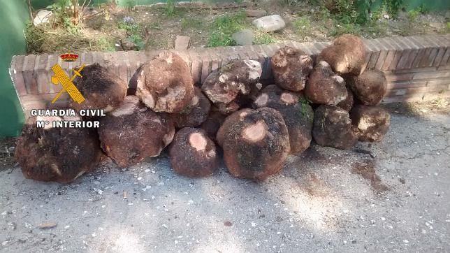 Cepas de brezo recuperadas por los agentes del Seprona