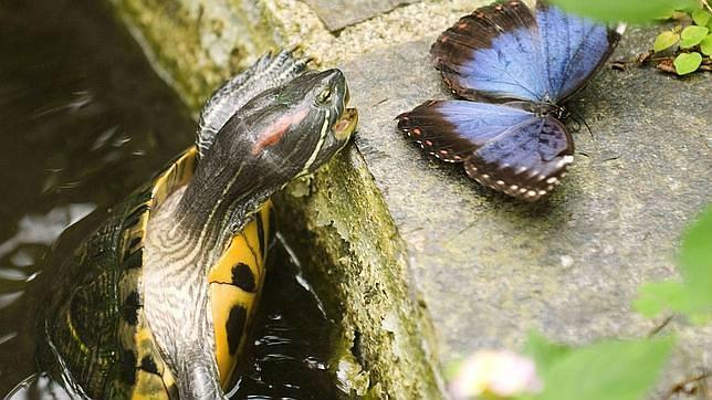 La voracidad de la tortuga de Florida hace mucho da�o a las especies aut�ctonas